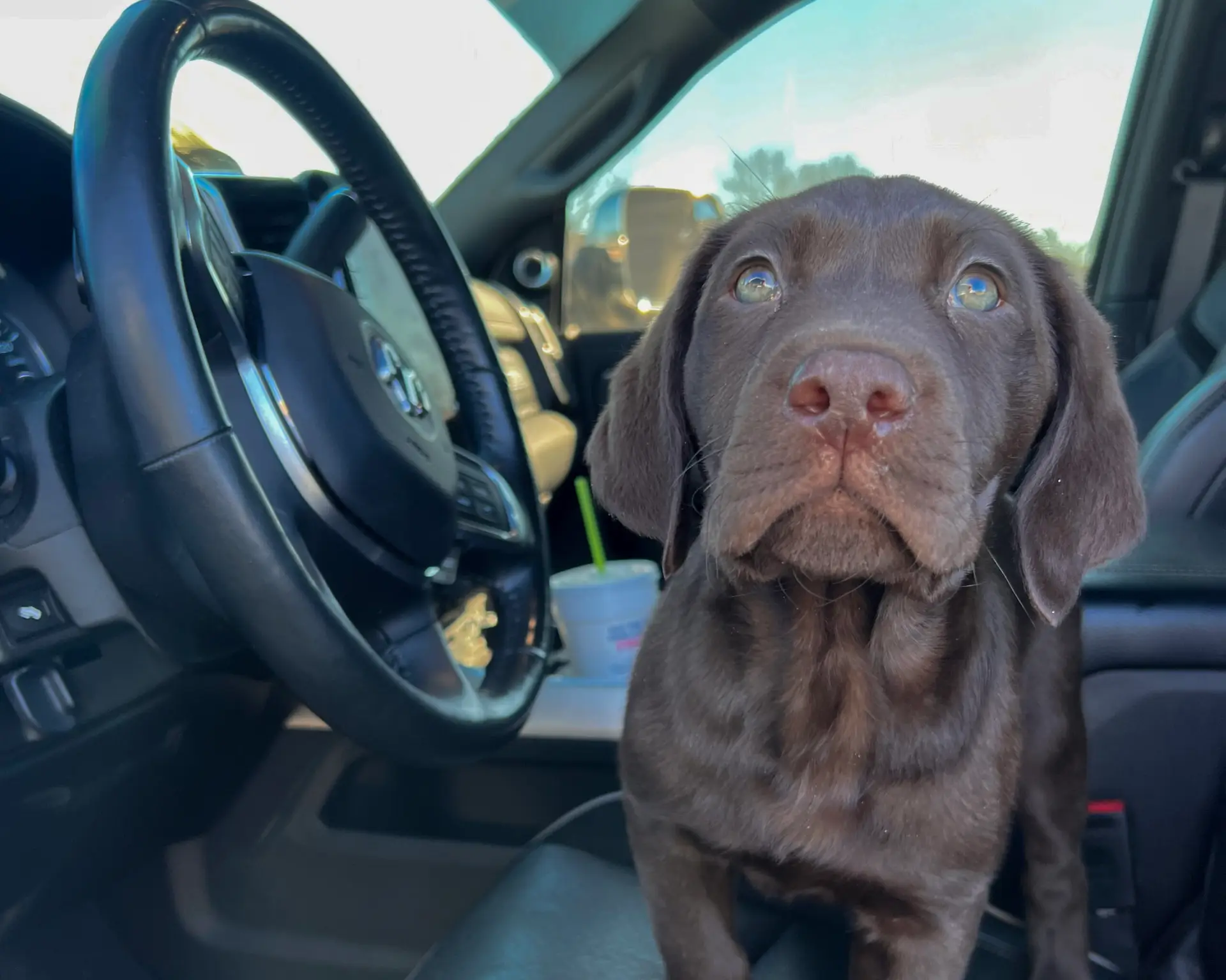 Chocolate lab puppy sitting in the front seat of a car
