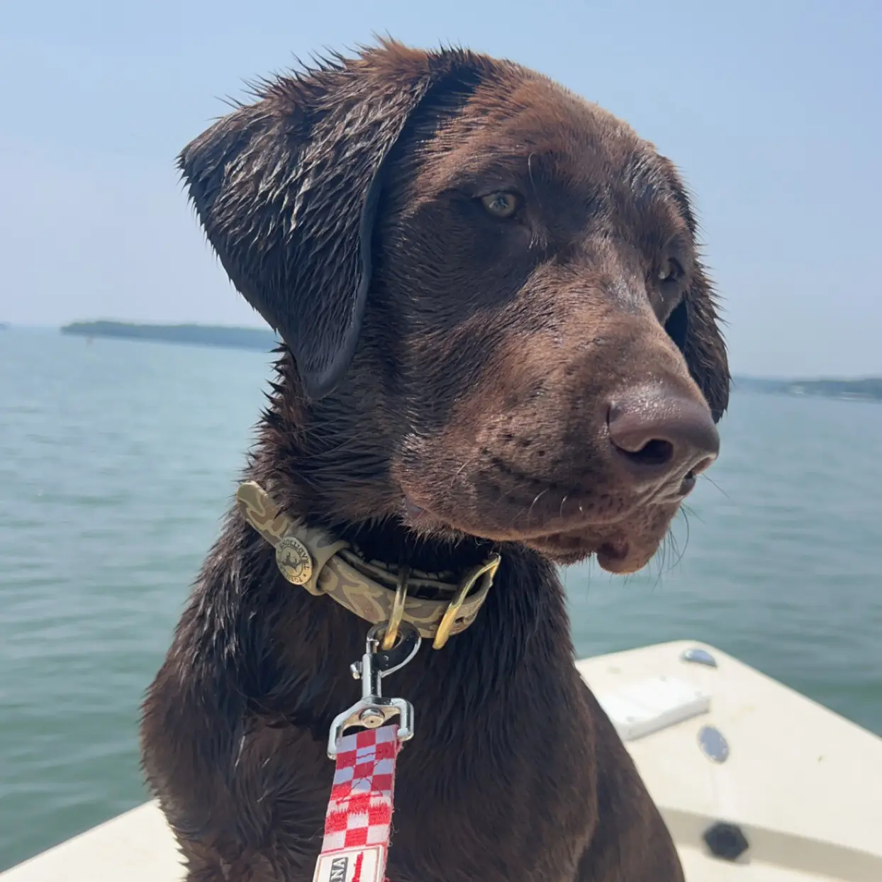 Goose the chocolate lab on Lake Hartwell after a swim with wet fur and red checkered leash plus camo collar