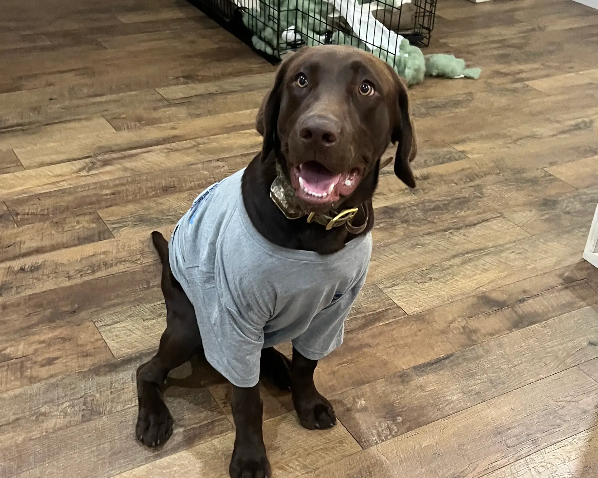 Goose the chocolate lab wearing an Upstate Climate Solutions t-shirt and camouflage collar